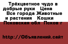 Трёхцветное чудо в добрые руки › Цена ­ 100 - Все города Животные и растения » Кошки   . Псковская обл.,Псков г.